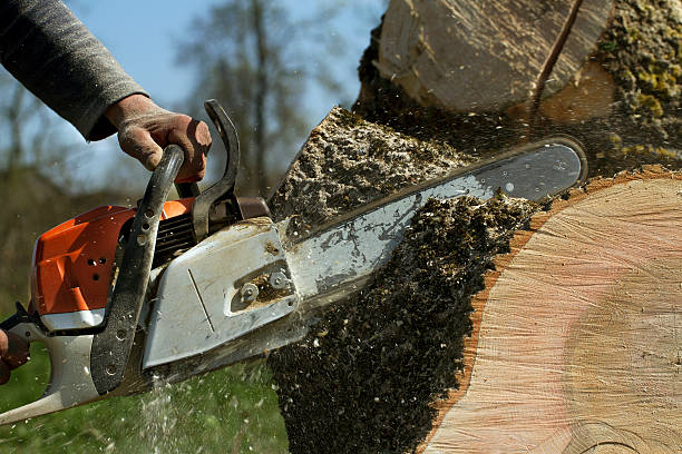 Best Tree Branch Trimming  in Josephine, TX